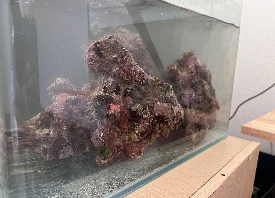 ライブロック　キュアリング